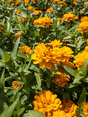 orange flowers in the garden