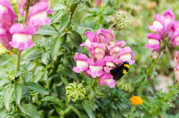 Bumblebee in its natural environment, Novi Sad, Serbia 