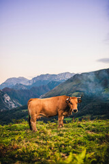 Fototapeta na wymiar Beautiful landscape and brown cow pasturing in the mountains of Picos de Europa, in Asturias, Spain.