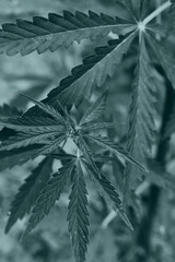 Obraz premium Marijuana and Cannabis is various Indian hemp preparations including marijuana and hashish. this drug is hallucinogenic substance that distorts the brain perception of real world. Trendy colors tone.