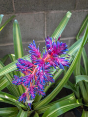 purple hyacinth flower