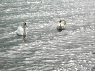 Swans in water. Two swans romantic scene.