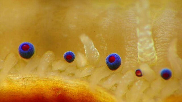 Small blue eyes and tentacles on the mantle of a bivalve mollusk Smooth Scallop (Flexopecten glaber ponticus), Black Sea