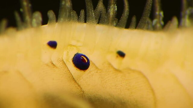 Small blue eyes and tentacles on the mantle of a bivalve mollusk Smooth Scallop (Flexopecten glaber ponticus), Black Sea