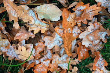 frozen autum leafs