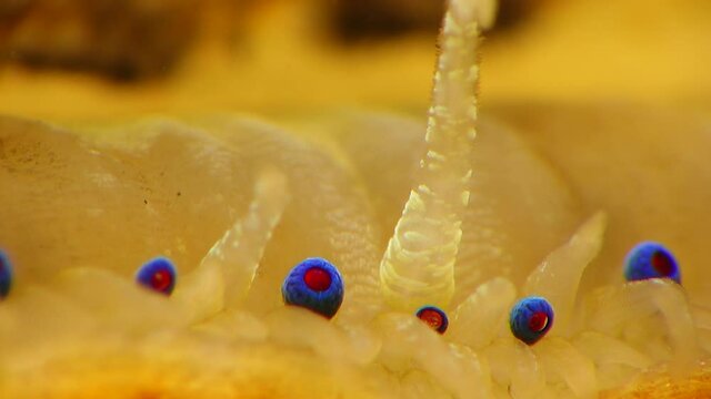 Small blue eyes and tentacles on the mantle of a bivalve mollusk Smooth Scallop (Flexopecten glaber ponticus), Black Sea