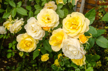 The confusion of the yellow rose in the garden 