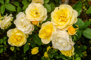The confusion of the yellow rose in the garden 