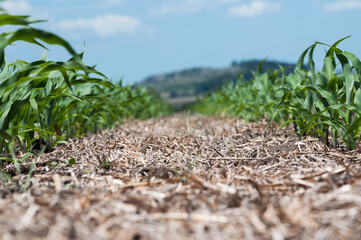 corn field