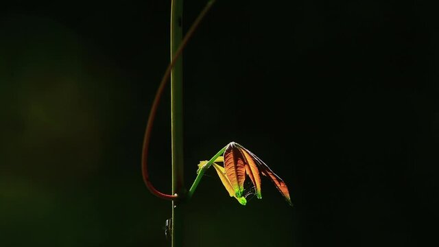 Macro view of a vine plant with ants running along the stem in the Brazilian Savanna