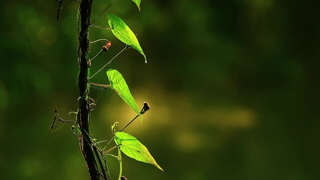 Macro view of a vine with green leaves growing in the Brazilian Cerrado