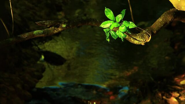 The sun through the trees illuminates leaves on a tree branch over a stream flowing through the Brazilian Savanna
