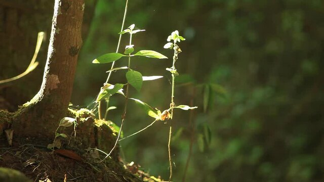 Sun shines on plants growing in the fertile soil of the Brazilian Savanna 