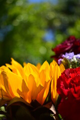 red and yellow flowers