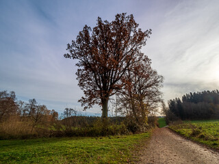 Obraz premium Bavarian autumn landscape path way along the forest