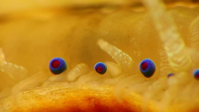 Small blue eyes and tentacles on the mantle of a bivalve mollusk Smooth Scallop (Flexopecten glaber ponticus), Black Sea