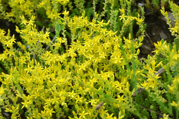 Stonecrop (Sedum acre) grows in the wild