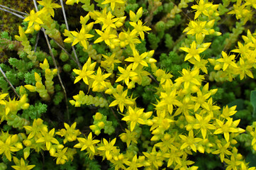 Stonecrop (Sedum acre) grows in the wild