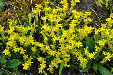 Stonecrop (Sedum acre) grows in the wild
