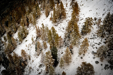 Snow covered ground with pine trees in winter. Diablerets Glacier, Switzerland.