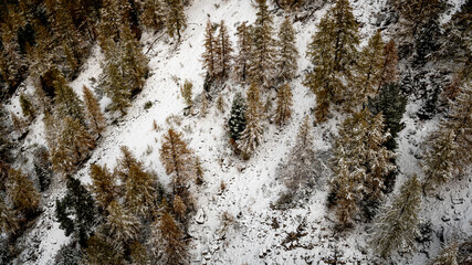 Obraz premium Snow covered ground with pine trees in winter. Diablerets Glacier, Switzerland.