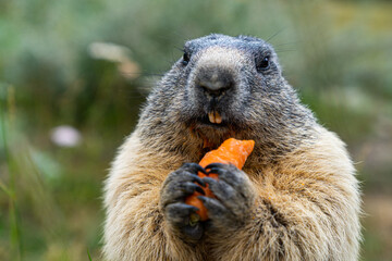 Murmeltier mit Möhre
