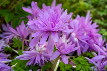 Obraz premium Colchicum Waterlily purple flowers in garden
