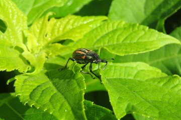 Tropical weevil beetle on green leaves in Florida nature, closeup
