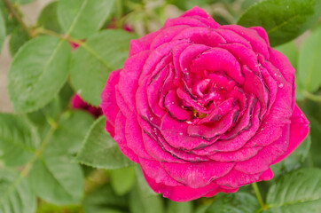 Confusion of pink roses in the garden 
