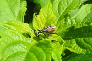 Weevil beetle on green leafs background in Florida nature