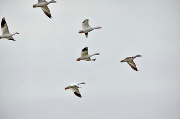 Greater Snow Geese migrating south in the fall near Markham, Ontario.