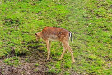 Naklejka na ściany i meble Young deer grazing on a green meadow