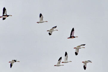 Greater Snow Geese migrating south in the fall near Markham, Ontario.