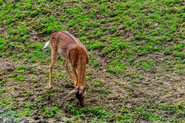 Young deer grazing on a green meadow