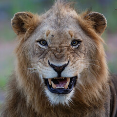 Lion male in Timbavati Game Reserve in the Greater Kruger Region in South Africa
