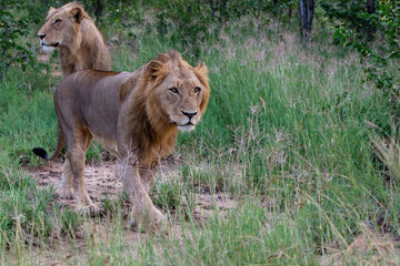 Lion male walking in Timbavati Game Reserve in the Greater Kruger Region in South Africa