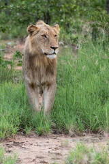 Lion male walking in Timbavati Game Reserve in the Greater Kruger Region in South Africa