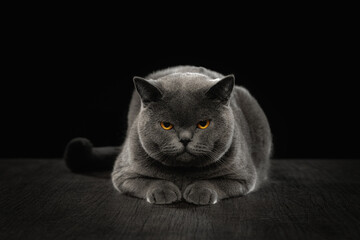 British shorthair cat on table