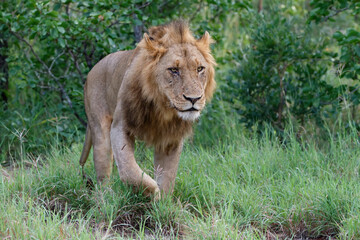 Lion male walking in Timbavati Game Reserve in the Greater Kruger Region in South Africa