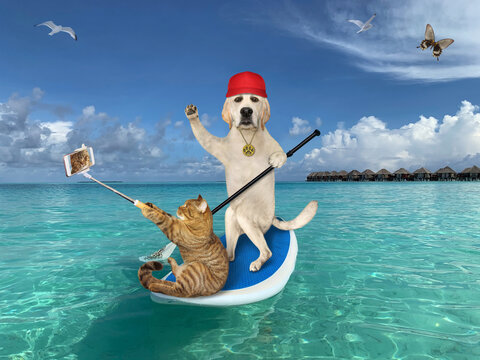 A dog with a cat are on a stand up paddle board in the Maldives. The cat takes selfie.