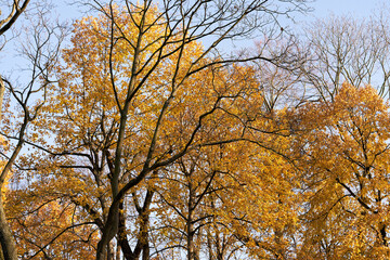 Trees with yellow leaves on the background of the autumn sky