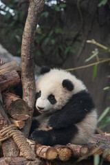 Panda from the Chengdu research base of giant panda breeding © Nicola