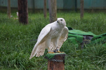 Falcon sitting on a perch