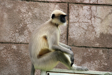 Close-up view of the gray langur.
