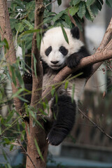Panda from the Chengdu research base of giant panda breeding