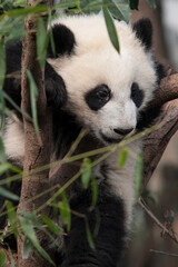 Obraz premium Panda from the Chengdu research base of giant panda breeding