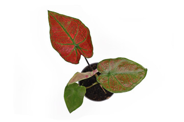 Top view of exotic 'Caladium Thai Danasty' houseplant with red leaves and green veins isolated on white background