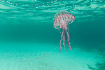 Luminescent jellyfish, Pink jellyfish, Mauve stinger, Purplestriped jelly or Purple jellyfish (Pelagia noctiluca) in Mediterranean Sea