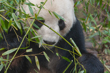 Panda from the Chengdu research base of giant panda breeding
