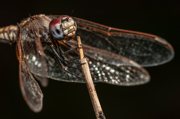 Dragonfly6